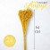 Sukhotzet "Abrus" set 24 pcs, yellow color