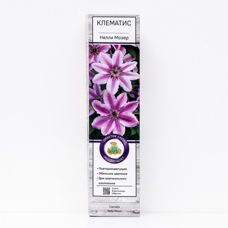 Clematis large -flowered "Nelly Moser", 1 pc, tube, spring 2025