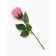 Soap rose pink in a box