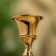 Climb "sea" 22 cm, brass