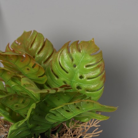 Bonsai in the pot "Asplenium premium" 21x10.5 cm, mix-1