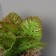 Bonsai in the pot "Asplenium premium" 21x10.5 cm, mix