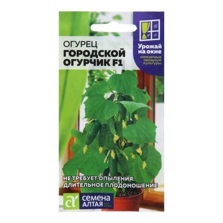Cucumber seeds "City cucumber", F1, 5 pcs.