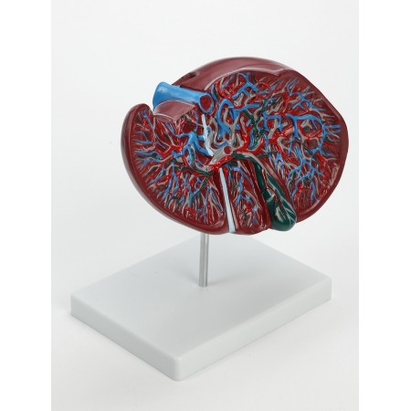 Matcage "liver in context"-1