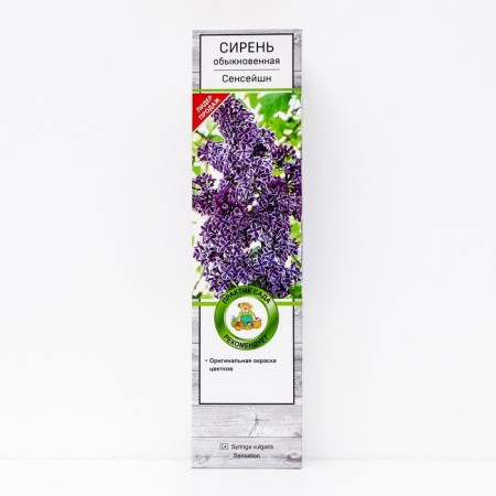 Ordinary lilac "Sensei", 1 pc, tube, spring 2025