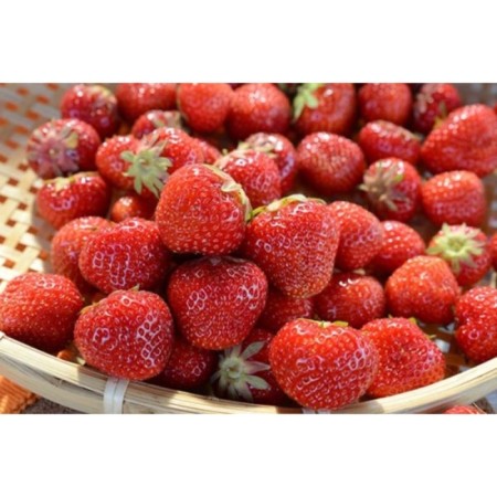 Strawberry Gardener Cherry Berry (Hanza), P9 Pot, Summer 2024-1