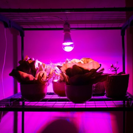 LED phytolamps, for plants, A60, 11 W, 220 °-6