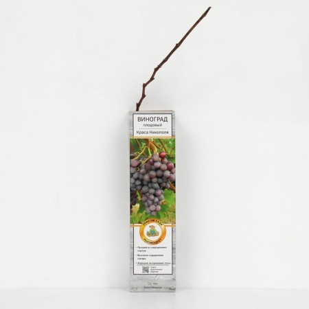 Fruit grapes "Beauty Nikopol", 1 pc, tube, spring 2025