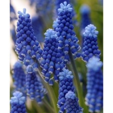 Muscari Armenian duck Aiz, 6/7 rr, 10 pcs, 15-20 h (cm), autumn 2024