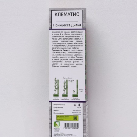 Clematis botanical "Princess Diana", 1 pc, tube, spring 2024-1