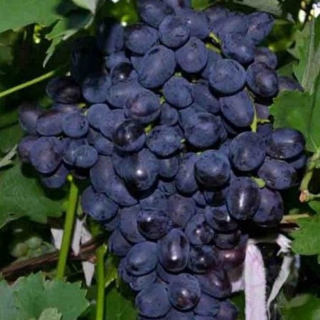 Grape seeder "Fun", tube, spring 2025