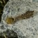 Souvenir Koshelki "Spoon Pinocchio", Brass, Amber