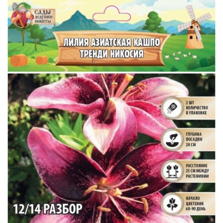 Lilia Asian Kashpo "Trendy Nicosia", district 12/14, 2 pcs, spring 2024