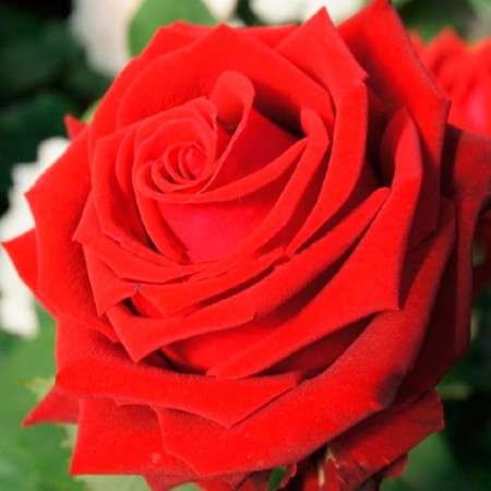 Seedling rose of a hollow ed, tea-hybrid, pot 2 l., Summer 2024