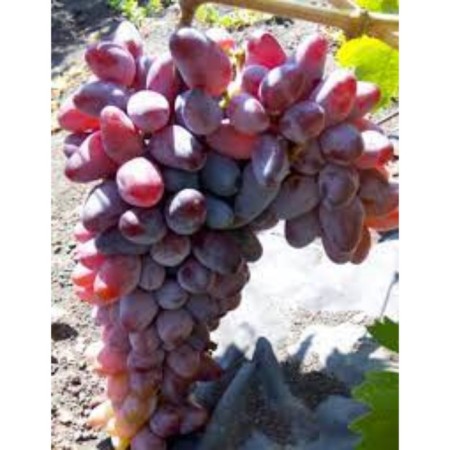 Baikonur grape seedling, 1 pc, spring 2023