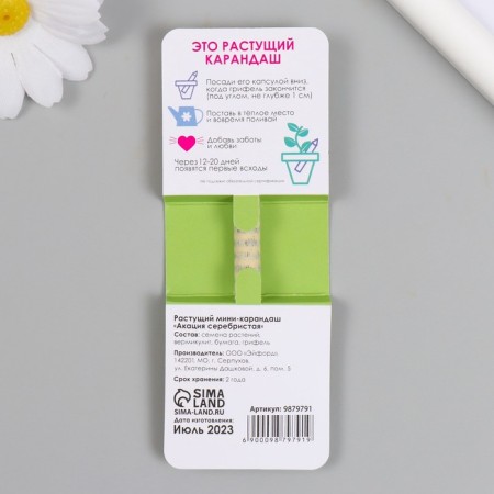 Growing gift pencils mini bloom "Silver acacia"-1