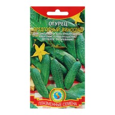 Seeds of cucumber 