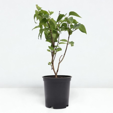 Lilac Ordinary Monica Lemuan, C3 Pot, 1 pc, summer 2024-1