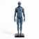 Model "Human Body" 29cm