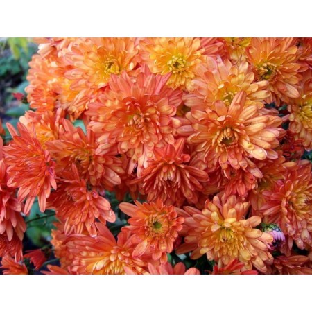 Chrysanthemum Korean Golden Autumn, I Rn, 1 pc, 40-45 H (cm), autumn 2024