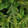 Christmas tree "Elites Light Tips" 210 cm D of the lower tier 140 cm 1356 branches