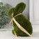 Souvenir PENSEPLAST "Green rabbit with a bow" 11.5x9x15 cm