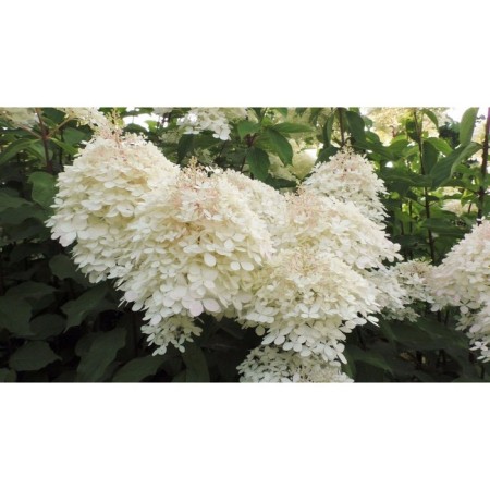 Hydrangea blizzard flower, s3 pot, H10-50 height, 1 pc, summer 2024