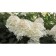 Hydrangea blizzard flower, s3 pot, H10-50 height, 1 pc, summer 2024