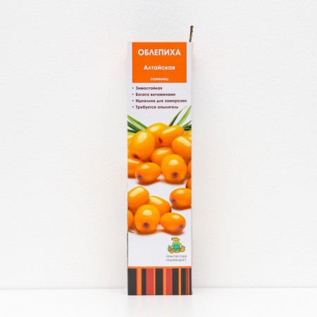 Sea buckthorn "Altai", 1 pc, tube, spring 2024