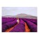 Picture on the canvas "Lavender Field" 50*70 cm
