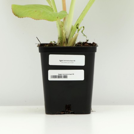 Badan thick -faced, P9 pot, 1 pc, spring 2024-3
