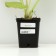 Badan thick -faced, P9 pot, 1 pc, spring 2024