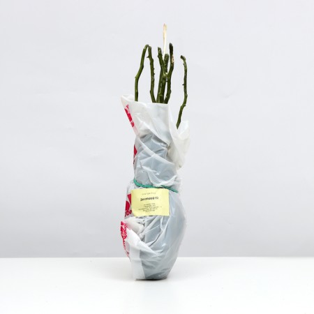 Saphenet Rosa Dusseldorf series "Grandiflora", 1 pc, spring 2024-2