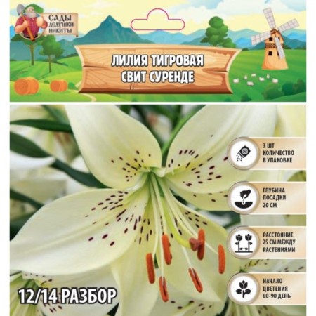 Lilia Tiger "Sweet Surende", rr 12/14, 3 pcs, spring 2024