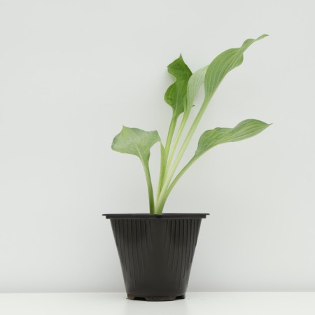 Khosta FORCHUNA "GOLD Standard", pot C3, 1 pc, Spring 2024-1