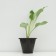 Khosta FORCHUNA "GOLD Standard", pot C3, 1 pc, Spring 2024