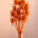 Set of dried flowers "Brush", banch 7-8 pcs, length 50 (+/- 6 cm), orange