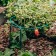 Builder for strawberries, d = 20 cm, h = 25 cm, leg d = 0.3 cm, metal, green