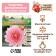 Georgina decorative "Berliner maple", rr I, 1 pc,