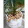 Curly fern in a cement pot, 125 × 125 × 710 mm, green / white / beige color