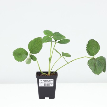 Strawberry Garden Malvina, P9 Pot, 1 pc, summer 2024-2