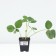 Strawberry Garden Malvina, P9 Pot, 1 pc, summer 2024