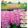 Hyacinth East Pink Perl, rr 14/15, 4 pcs, autumn 2024