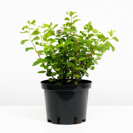Spirea Birch-leaved Thor, C2 pot, H10-50 height, 1 pc, summer 2024-1
