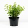 Spirea Birch-leaved Thor, C2 pot, H10-50 height, 1 pc, summer 2024