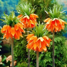 Ryabchik Imperial Aurora, 20/24 rr, 1 pc, 90-100 h (cm), autumn 2024