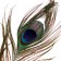 Feather of peacock for decor, set of 3 pcs., Size 1 pc. - from 25 to 30 cm