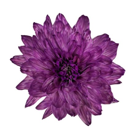 Floistic dye, for flowers, purple, 300 ml-2