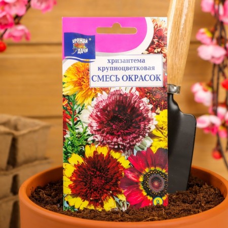 Seeds of chrysanthemum flowers are long -term "mixture", large -flowered, 0.02 g-2