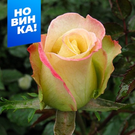Rose Tea-Hibride Vionol de Ingress
